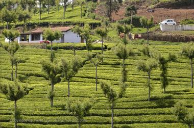 Nilgiri-Blue-Mountain-Train,  Coonoor - Ooty_DSC5564_H600